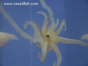 Foto Galerie/Cephalopoda/Alloteuthis subulatus/Alloteuthis subulatus_02_S.jpg